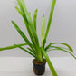 Sagittaria platyphylla