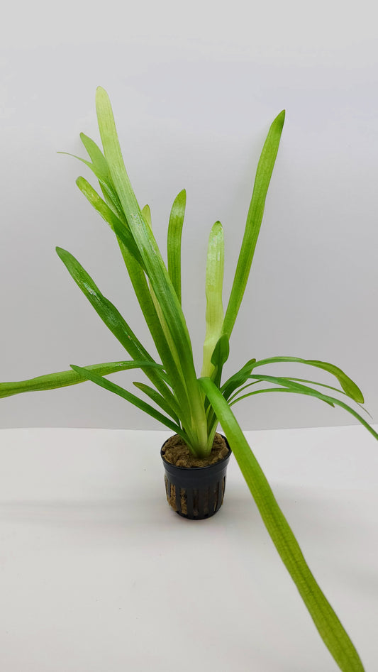 Sagittaria platyphylla