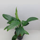 Anubias hastifolia MOTHER POT