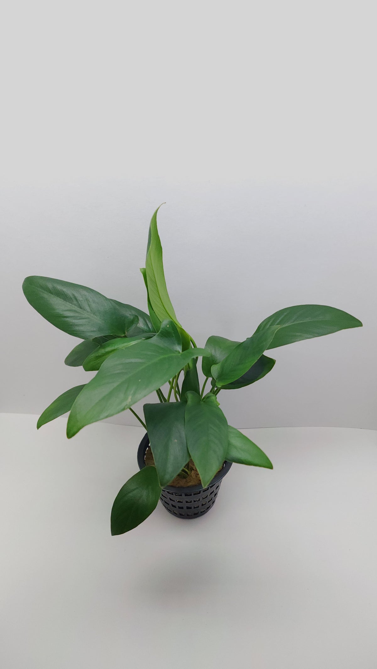 Anubias hastifolia MOTHER POT