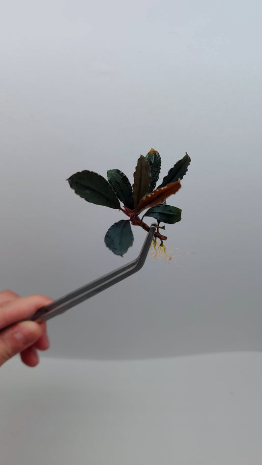 BUCEPHALANDRA SP. BROWNIE GHOST