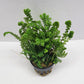 Selaginella kraussiana aurea (wallichi)