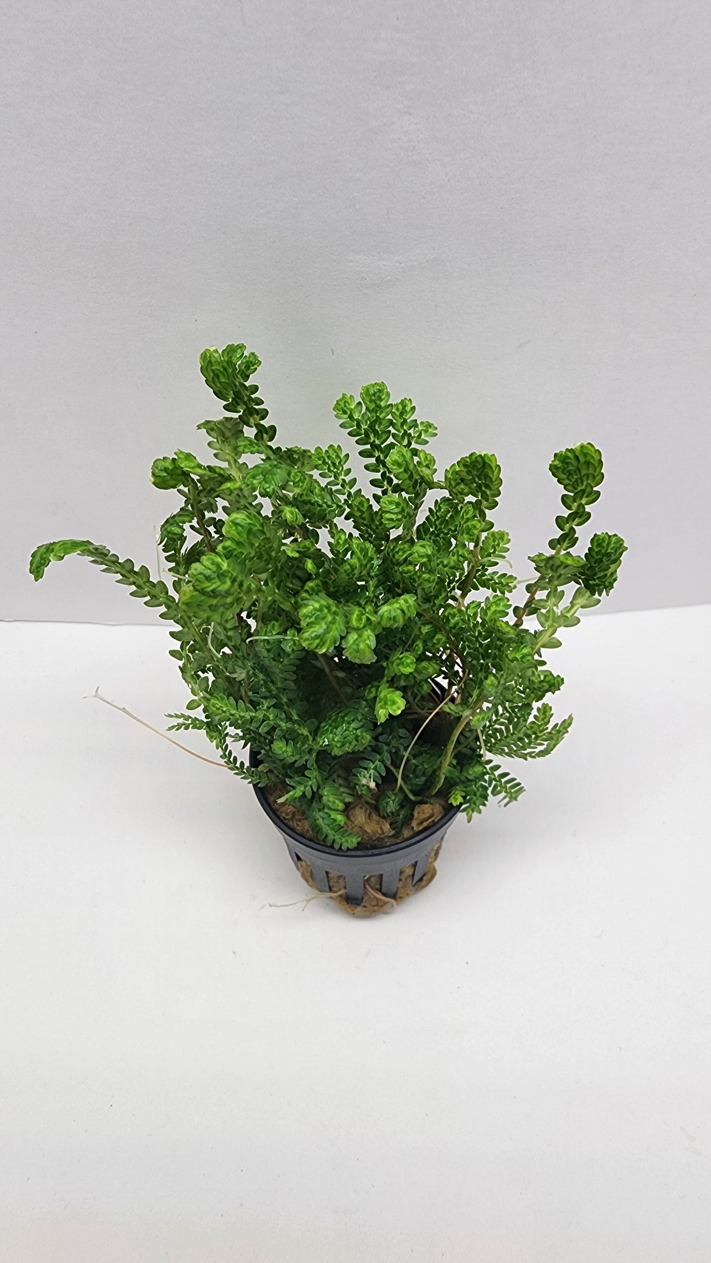 Selaginella kraussiana aurea (wallichi)