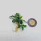 BUCEPHALANDRA SP. GREEN WAVY