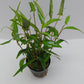 Persicaria praetermissum