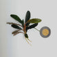 BUCEPHALANDRA SP. KEDAGANG BROWN LONG