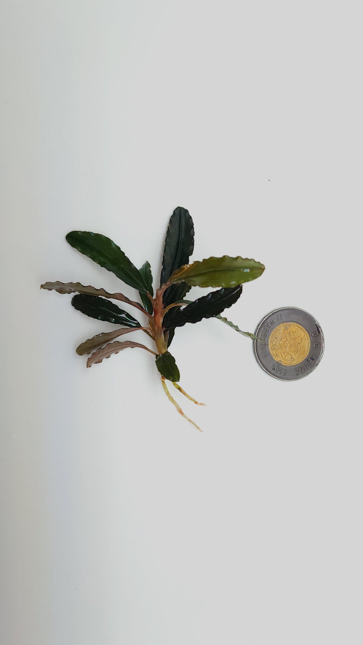 BUCEPHALANDRA SP. KEDAGANG BROWN LONG