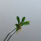 BUCEPHALANDRA SP. MAESTRO BLUE