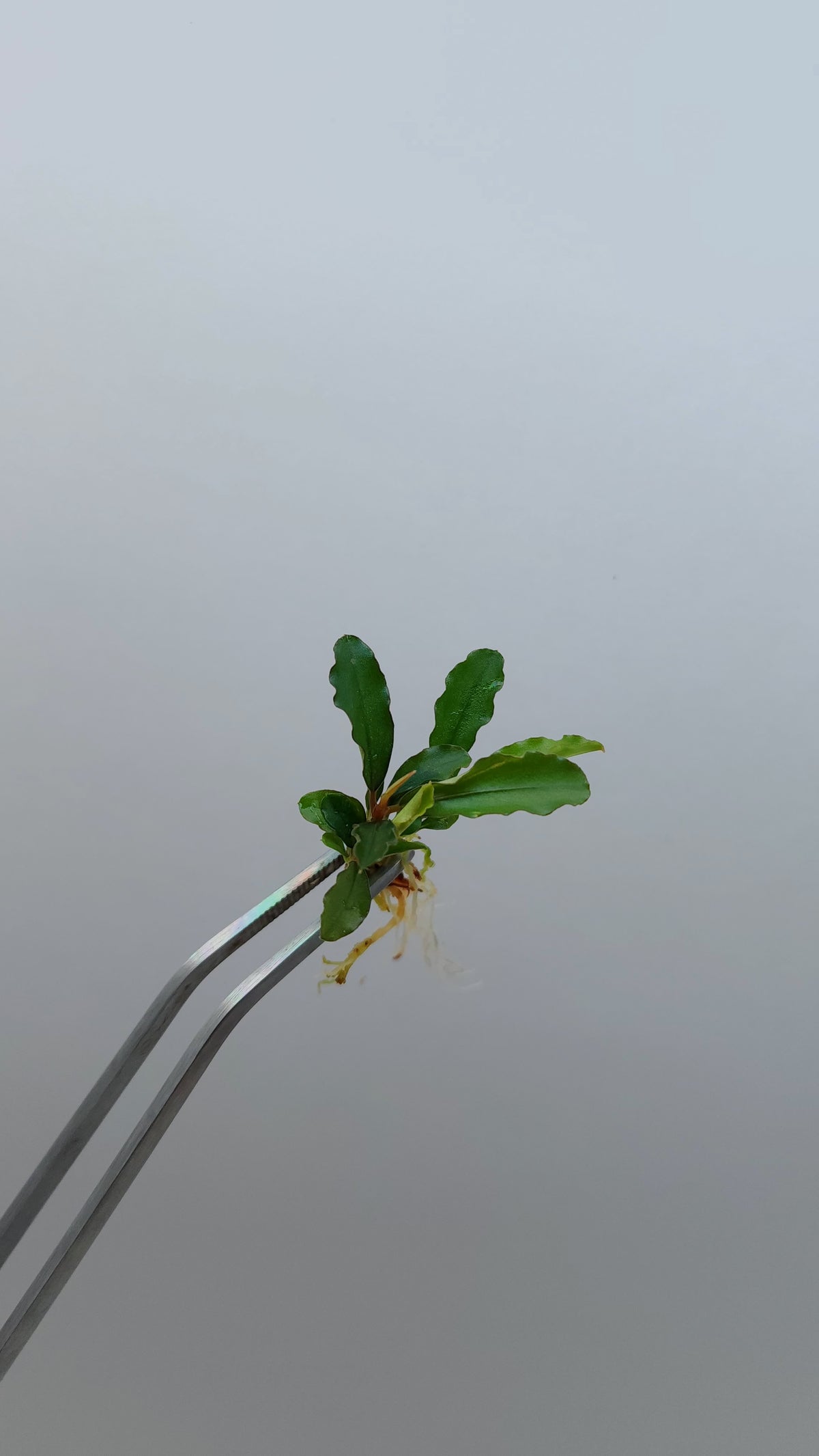 BUCEPHALANDRA SP. MAESTRO BLUE