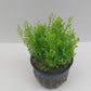 Selaginella kraussiana mini