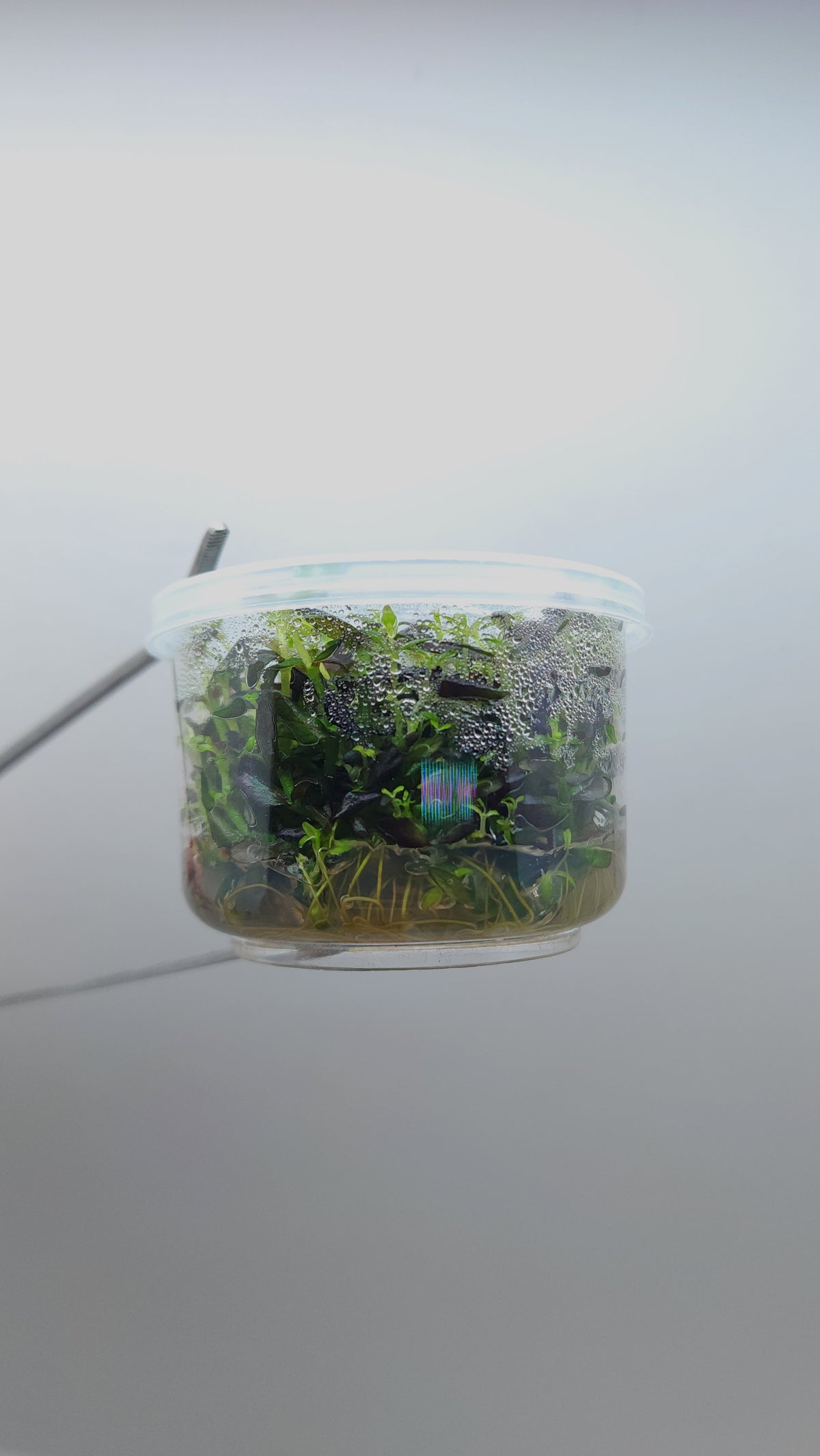 Bacopa salzmannii Purple T/C CUP