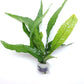 Microsorum pteropus thors hammer