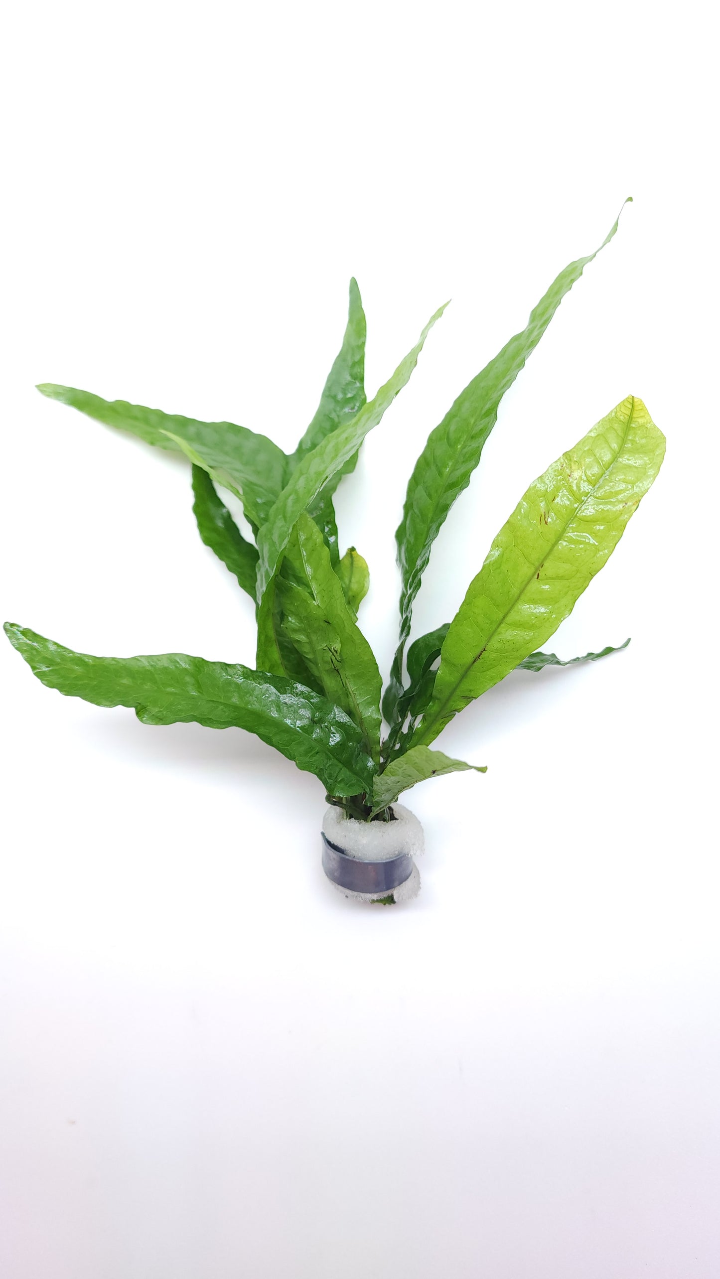 Microsorum pteropus thors hammer