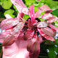 Cryptocoryne Wendtii Flamingo