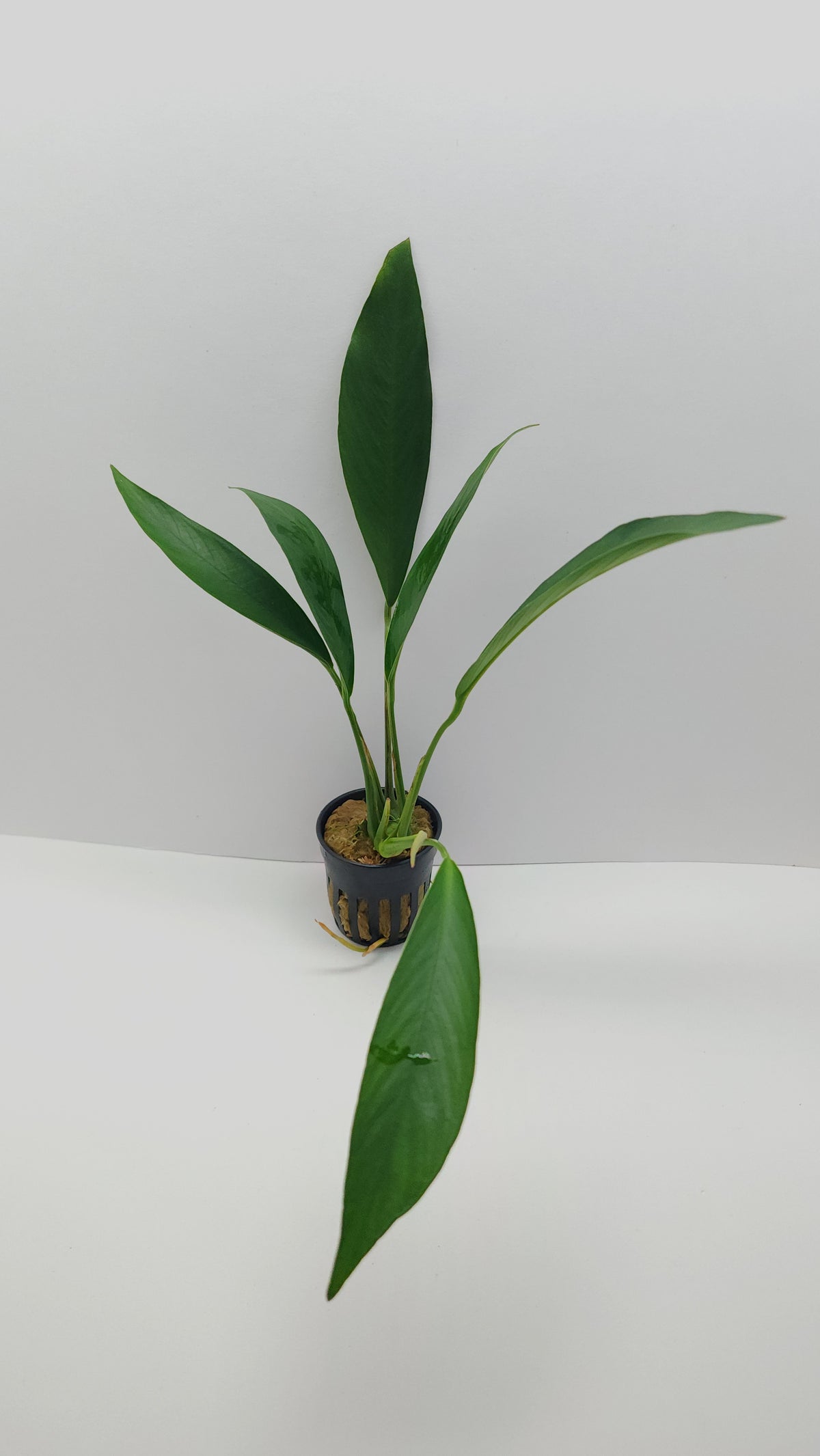 Anubias Barteri var Glabra