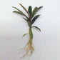 BUCEPHALANDRA CATHERINAE RED