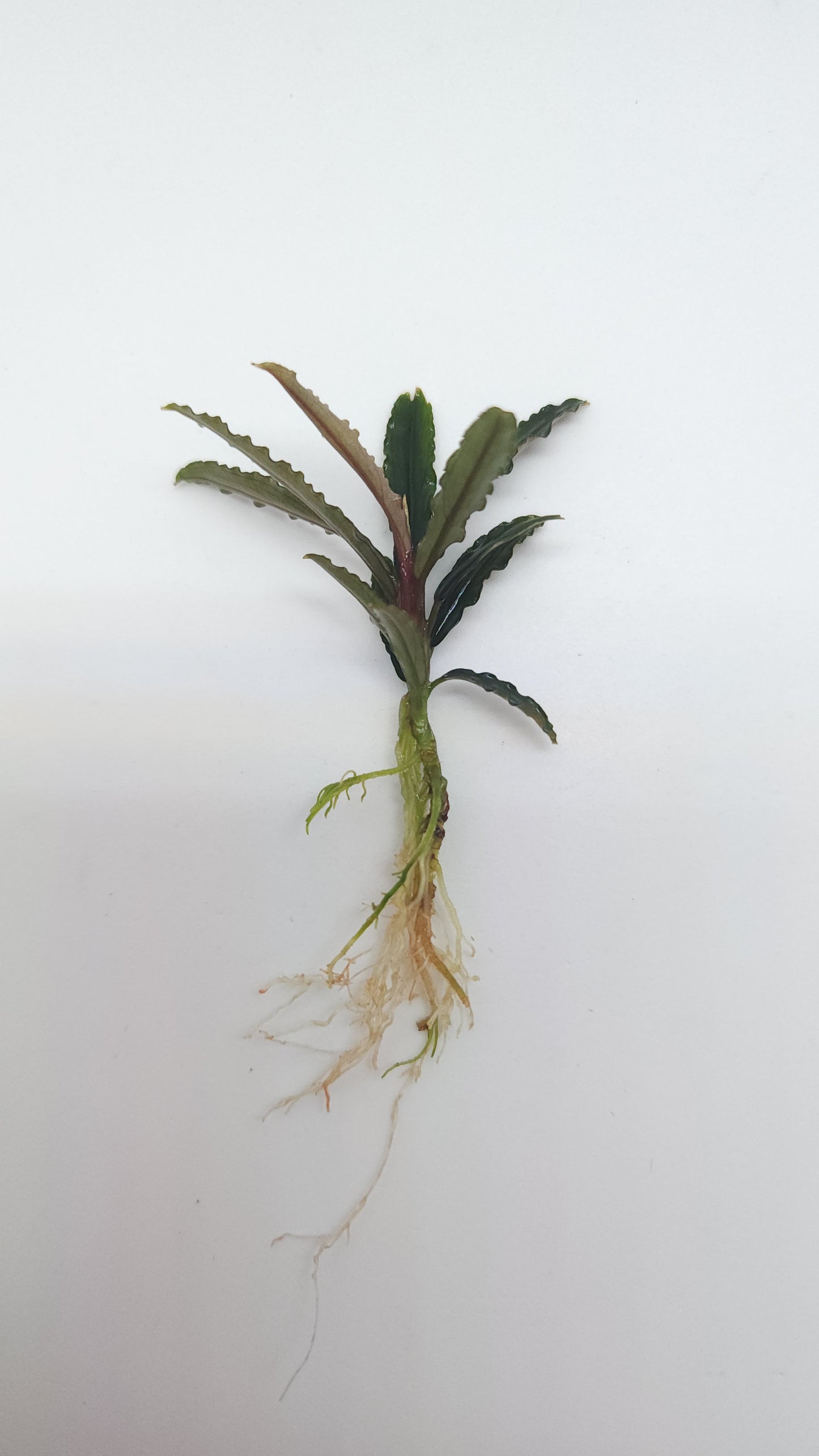 BUCEPHALANDRA CATHERINAE RED