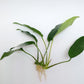 Anubias barteri short and sharp