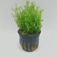 Selaginella kraussiana mini