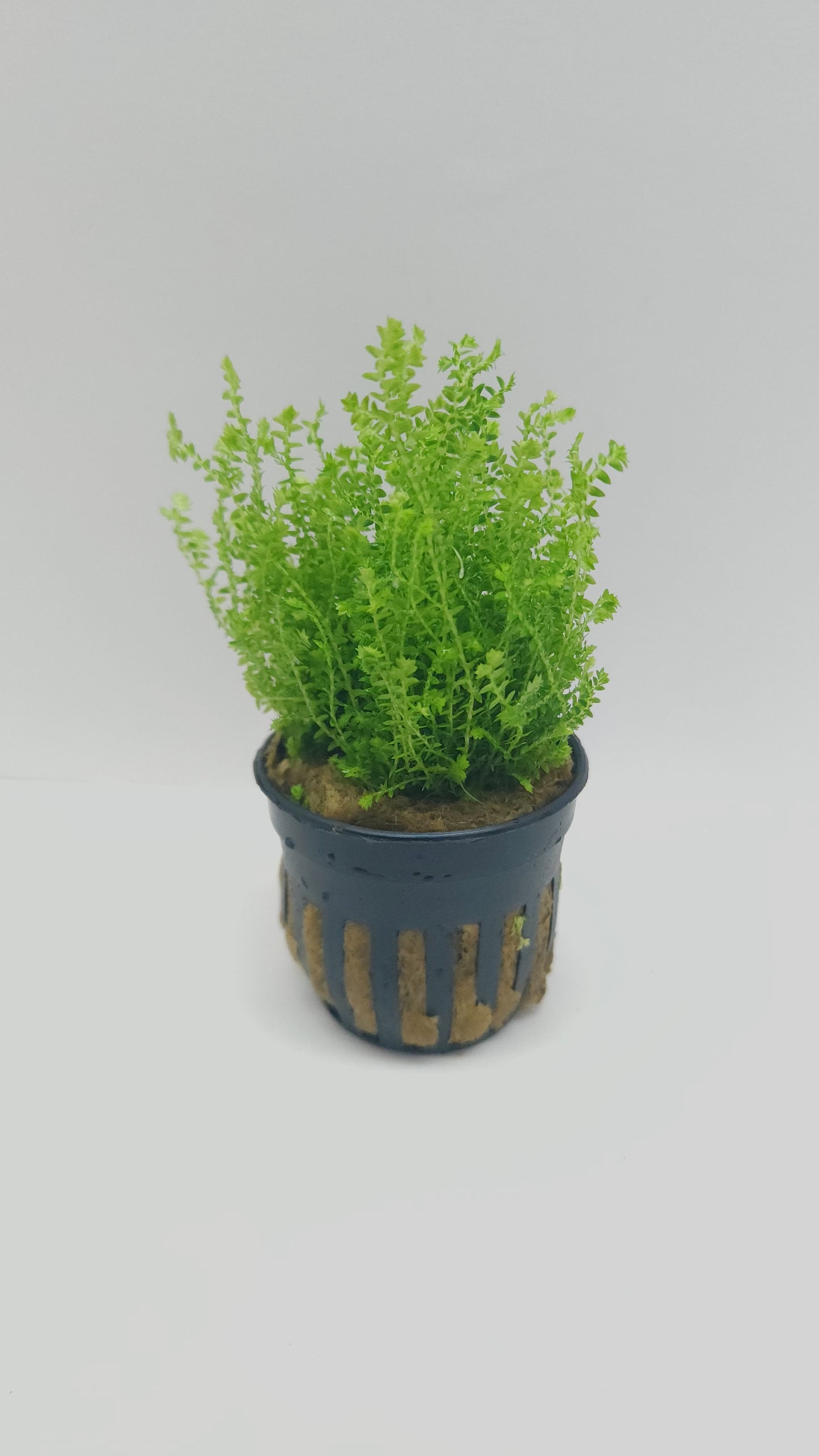 Selaginella kraussiana mini