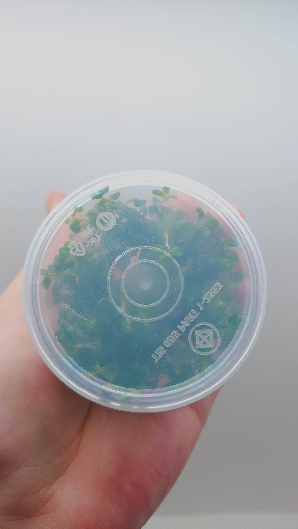 Ludwigia senegalensis (guinea) T/C CUP
