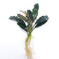 BUCEPHALANDRA SP. RAINBOW MARBLE