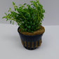 Rotala nanjenshan