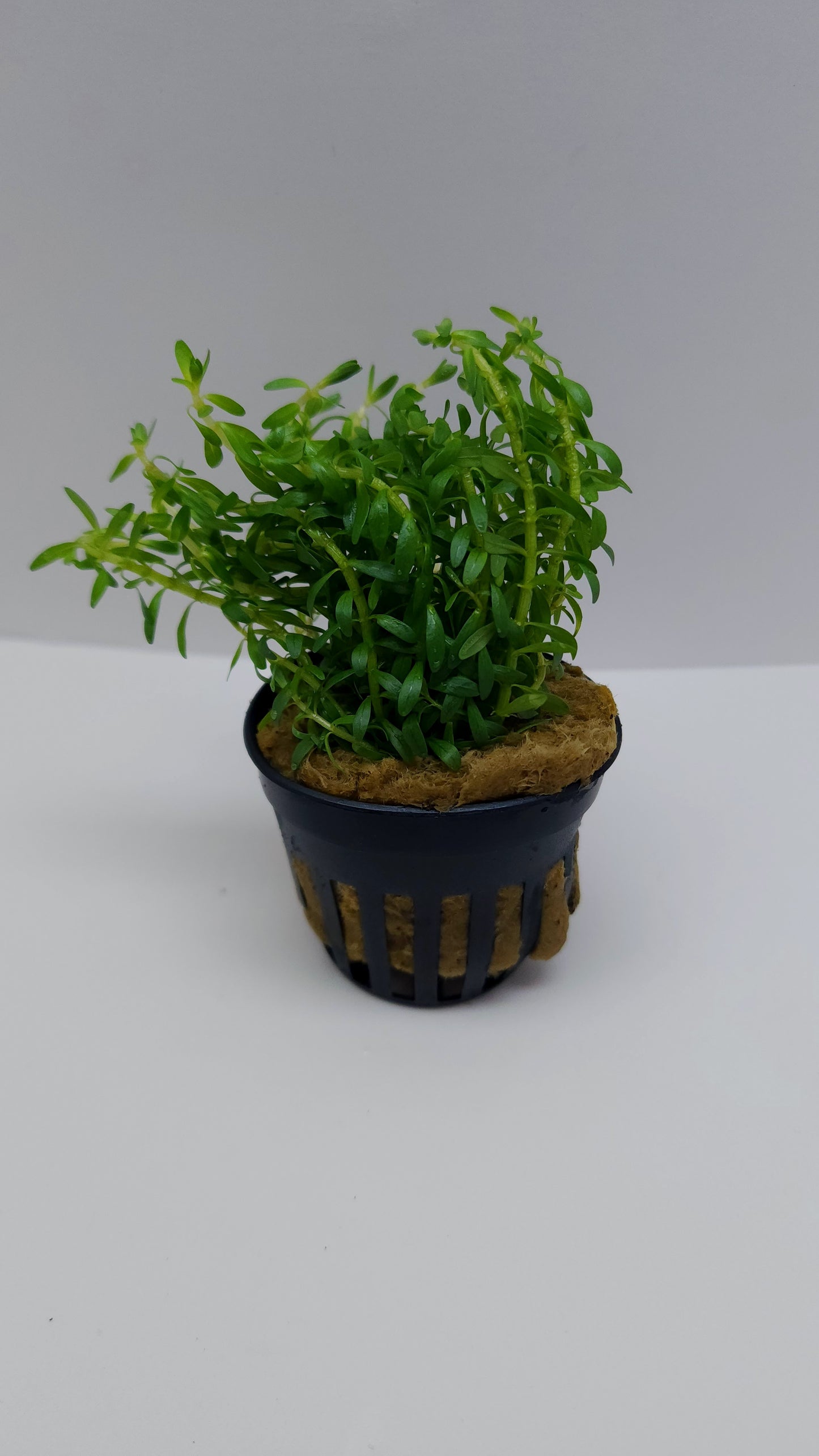 Rotala nanjenshan