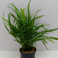 Microsorum pteropus 'trident mini'