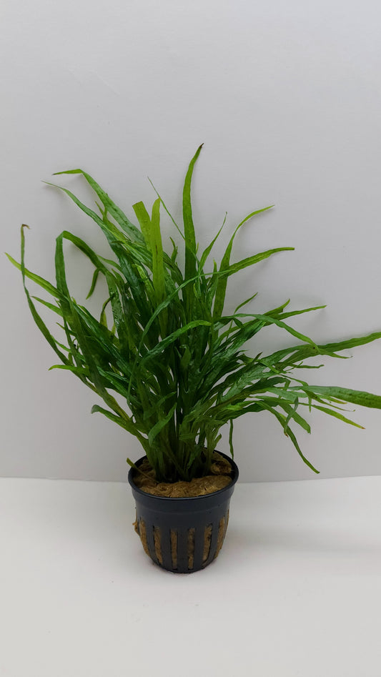 Microsorum pteropus 'trident mini'