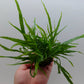 Microsorum pteropus 'trident mini'