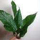Anubias heterophylla Extra Large