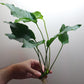 Anubias barteri crispus