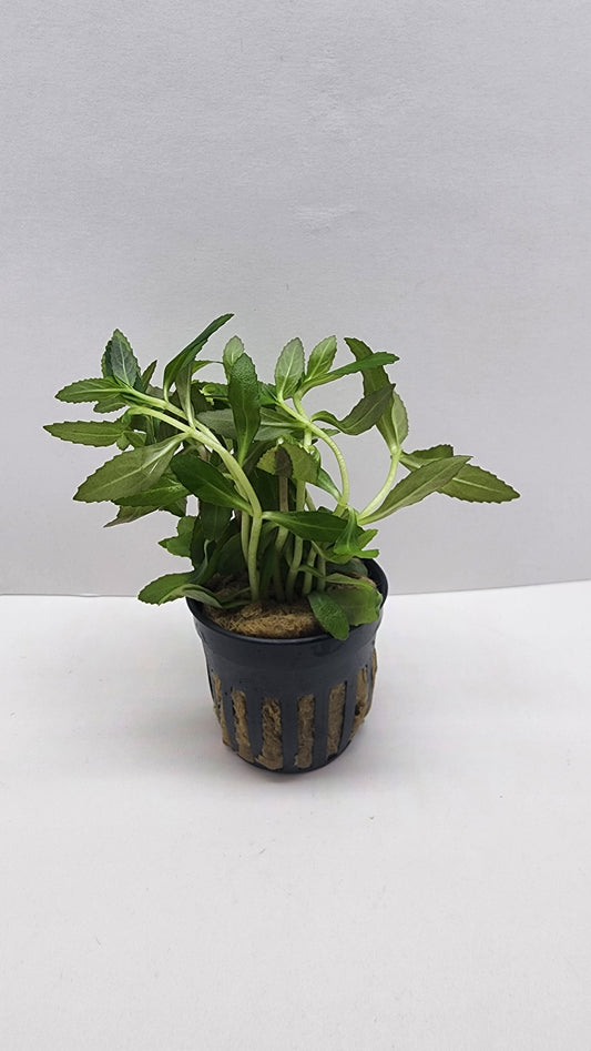 Limnophila aromatica red (belem)