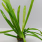 Sagittaria platyphylla