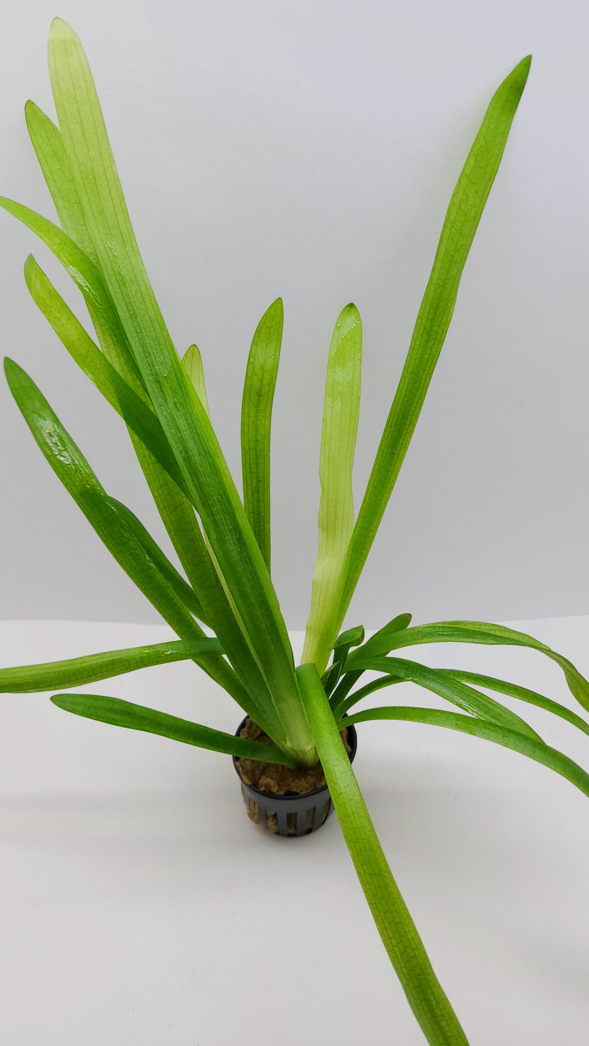 Sagittaria platyphylla