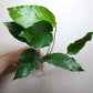 Anubias barteri crispus
