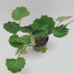 Saxifraga stolonifera (strawberry begonia)