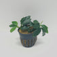 Anubias barteri var nana (long wavy)