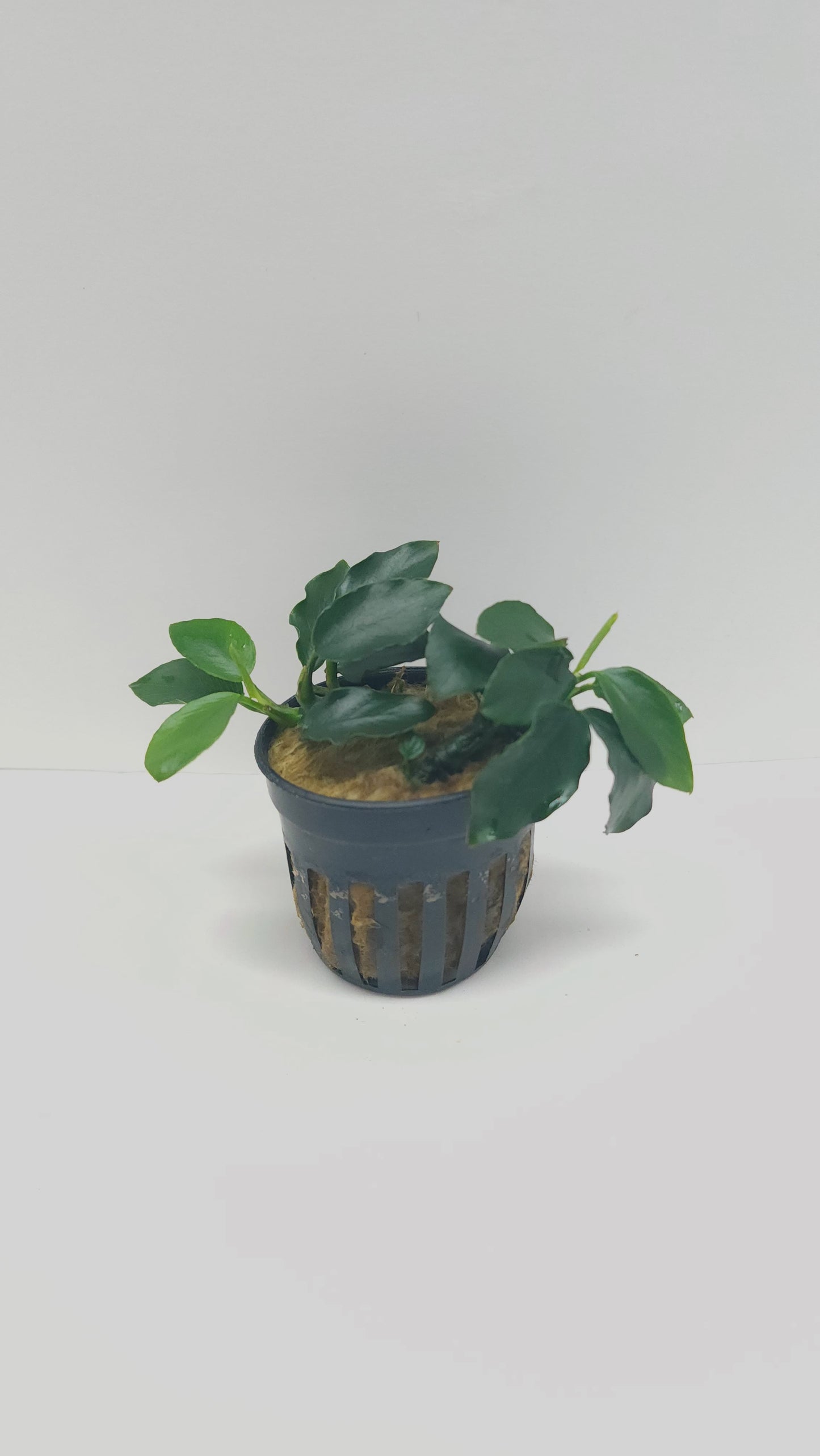 Anubias barteri var nana (long wavy)