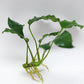 Anubias barteri var nana (wrinkle leaf)