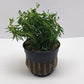 Rotala bossii