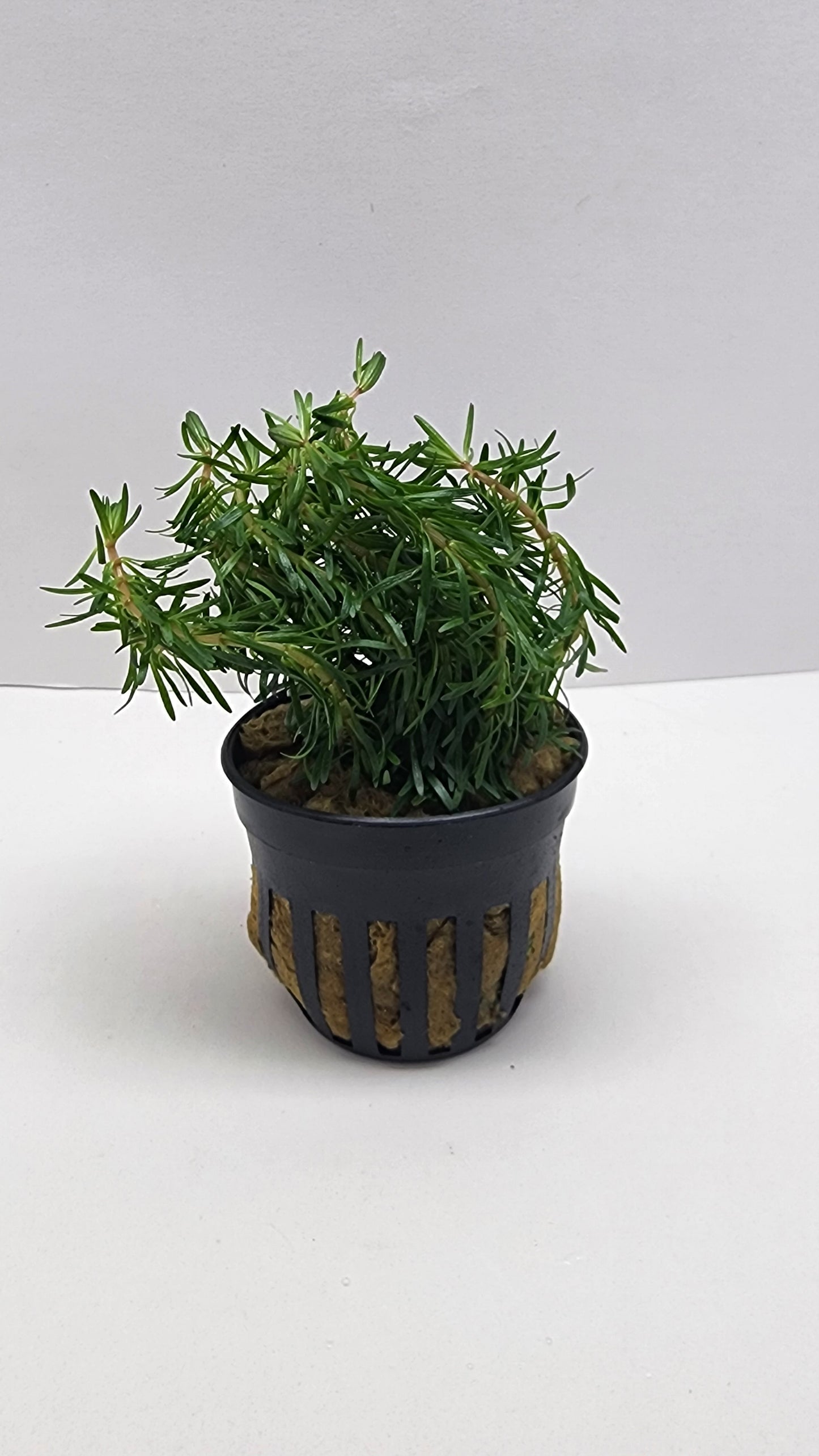 Rotala bossii