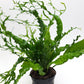 Microsorum windelov twisted