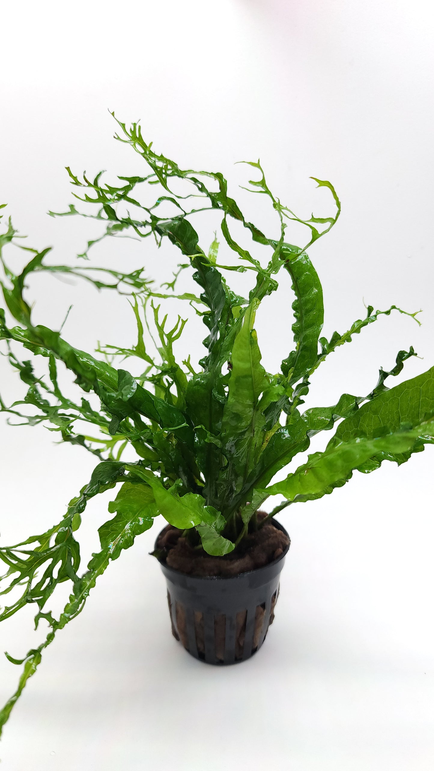 Microsorum windelov twisted