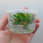 Anubias barteri var glabra (minima) T/C CUP