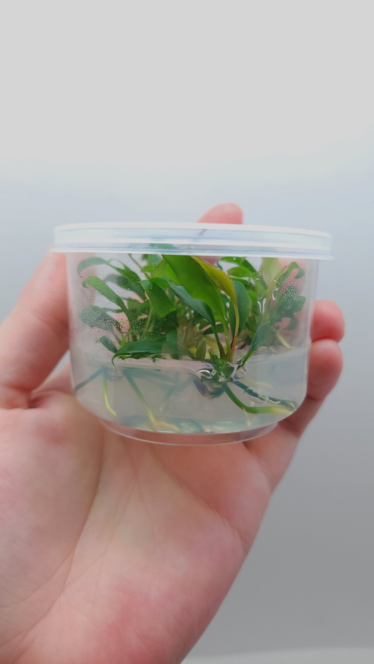 Anubias barteri var glabra (minima) T/C CUP