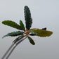 BUCEPHALANDRA SP. KEDAGANG BROWN LONG