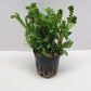 Selaginella kraussiana aurea (wallichi)