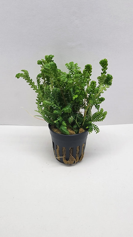 Selaginella kraussiana aurea (wallichi)